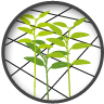 FLORASTAR net ensure plants maintaining
