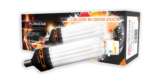 CFL bloom light 2100°K